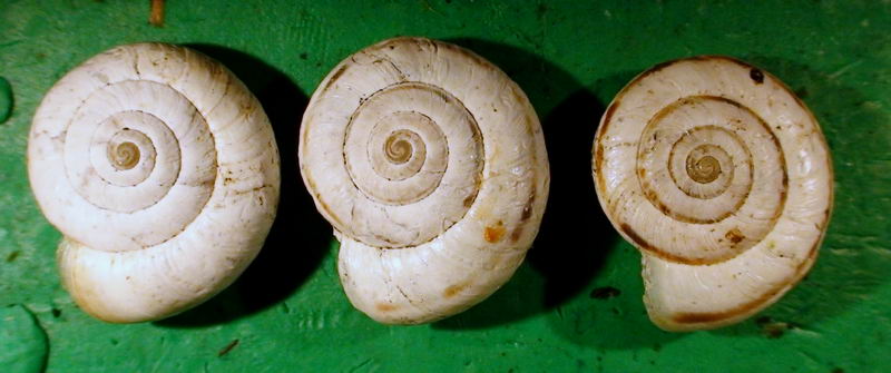 Candidula spadae (Calcara, 1845)  dalle Mainarde(FR)